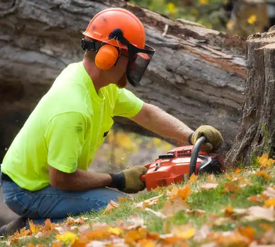 tree services Woodland Hills